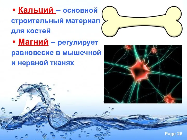 Кальций – основной строительный материал для костей Магний – регулирует равновесие в мышечной и нервной тканях