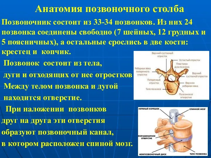 Анатомия позвоночного столба Позвоночник состоит из 33-34 позвонков. Из них 24