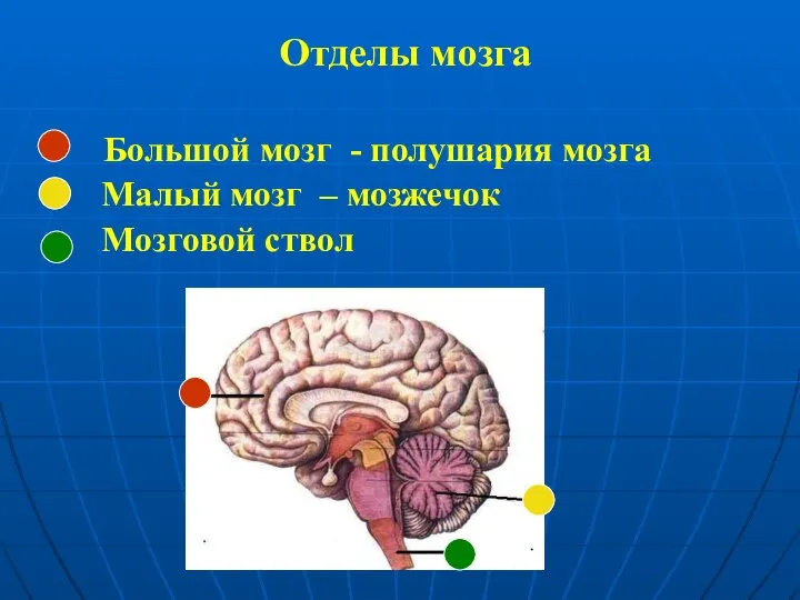 Отделы мозга Большой мозг - полушария мозга Малый мозг – мозжечок Мозговой ствол