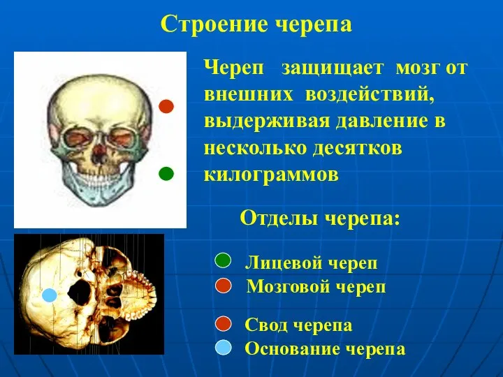 Строение черепа Лицевой череп Мозговой череп Основание черепа Свод (крыша) черепа
