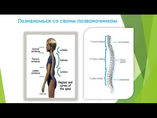 Познакомься со своим позвоночником