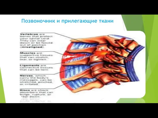 Позвоночник и прилегающие ткани