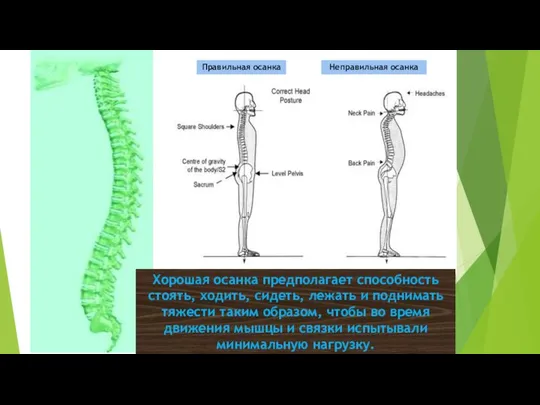 Хорошая осанка предполагает способность стоять, ходить, сидеть, лежать и поднимать тяжести