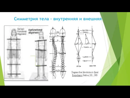 Симметрия тела – внутренняя и внешняя