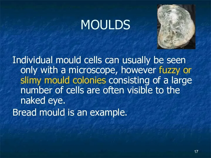 MOULDS Individual mould cells can usually be seen only with a