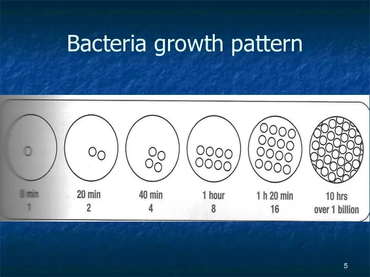 Bacteria growth pattern