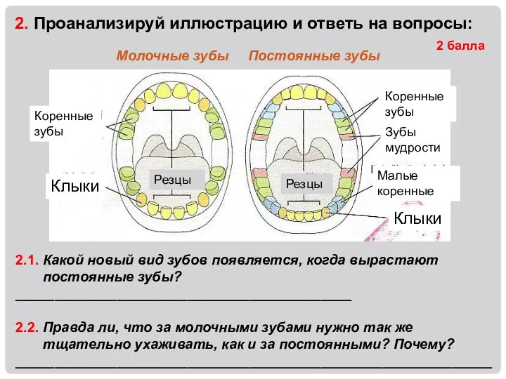 2. Проанализируй иллюстрацию и ответь на вопросы: 2 балла Молочные зубы