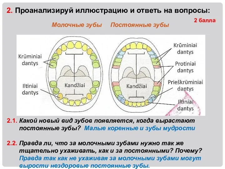 2. Проанализируй иллюстрацию и ответь на вопросы: 2 балла Молочные зубы