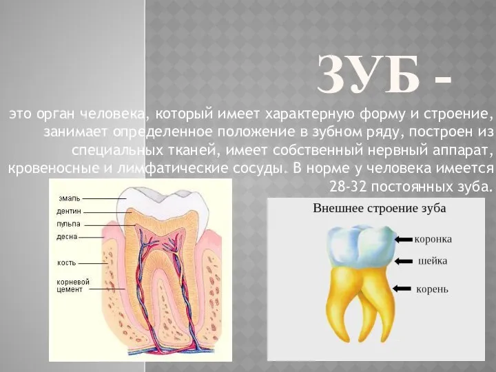 ЗУБ - это орган человека, который имеет характерную форму и строение,