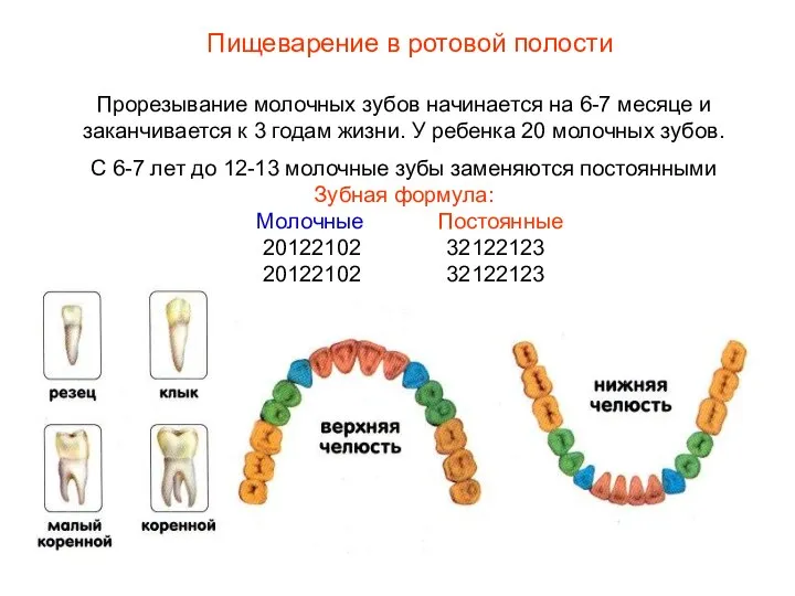 Прорезывание молочных зубов начинается на 6-7 месяце и заканчивается к 3