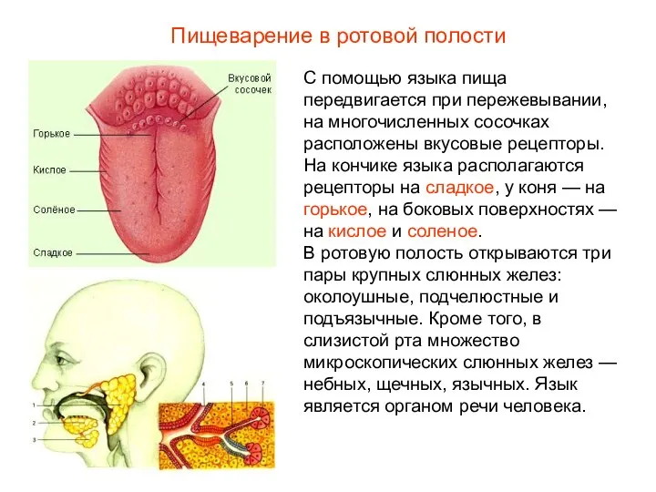 С помощью языка пища передвигается при пережевывании, на многочисленных сосочках расположены