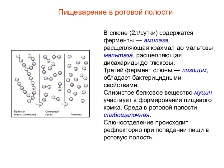 В слюне (2л/сутки) содержатся ферменты — амилаза, расщепляющая крахмал до мальтозы;