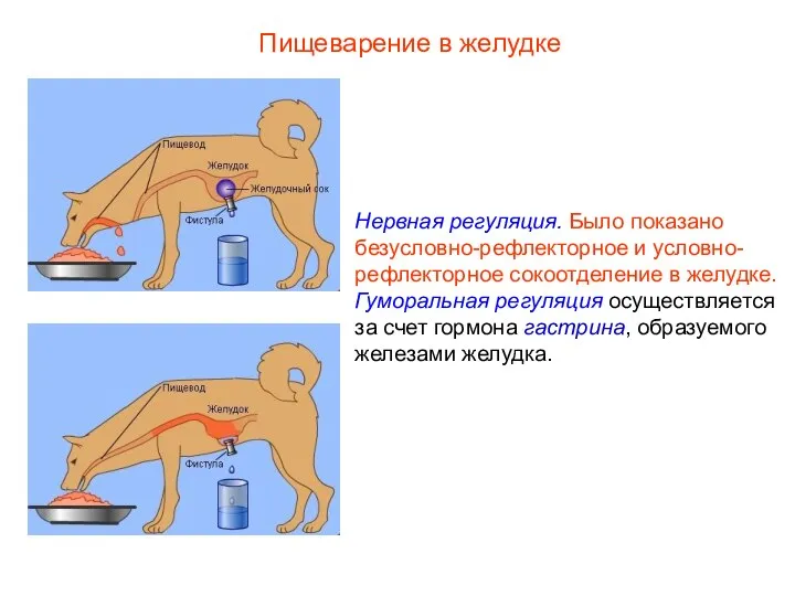 Нервная регуляция. Было показано безусловно-рефлекторное и условно-рефлекторное сокоотделение в желудке. Гуморальная