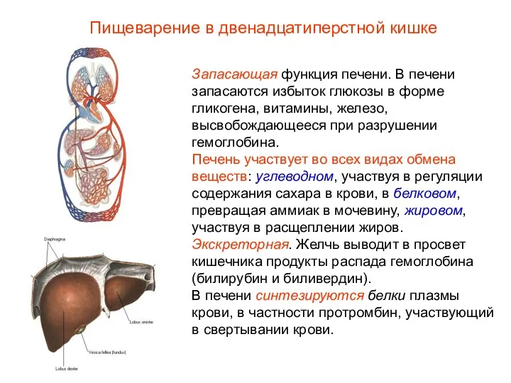 Запасающая функция печени. В печени запасаются избыток глюкозы в форме гликогена,