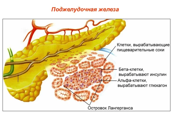 Поджелудочная железа