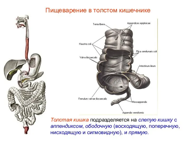 Толстая кишка подразделяется на слепую кишку с аппендиксом, ободочную (восходящую, поперечную,