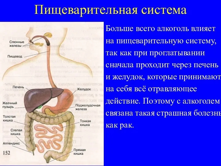 Пищеварительная система Больше всего алкоголь влияет на пищеварительную систему, так как