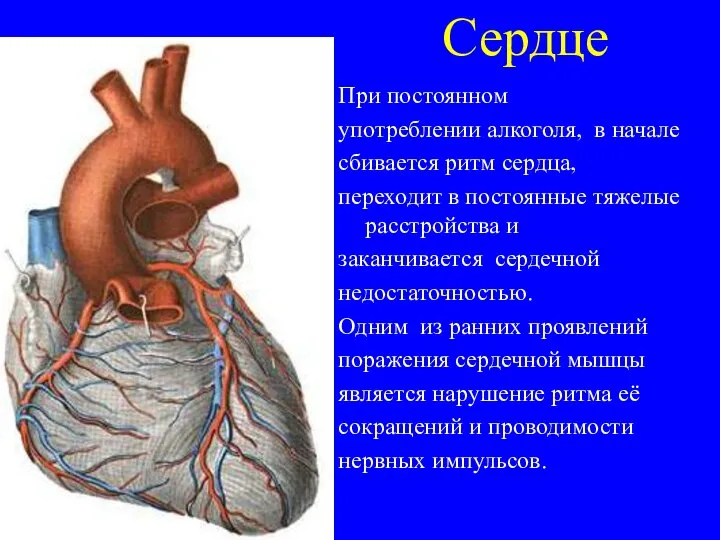 Сердце При постоянном употреблении алкоголя, в начале сбивается ритм сердца, переходит