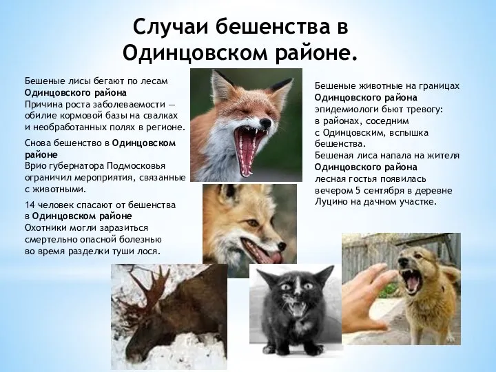 Случаи бешенства в Одинцовском районе. Бешеные лисы бегают по лесам Одинцовского