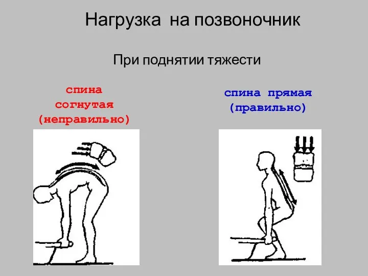 Нагрузка на позвоночник При поднятии тяжести спина согнутая (неправильно) спина прямая (правильно)