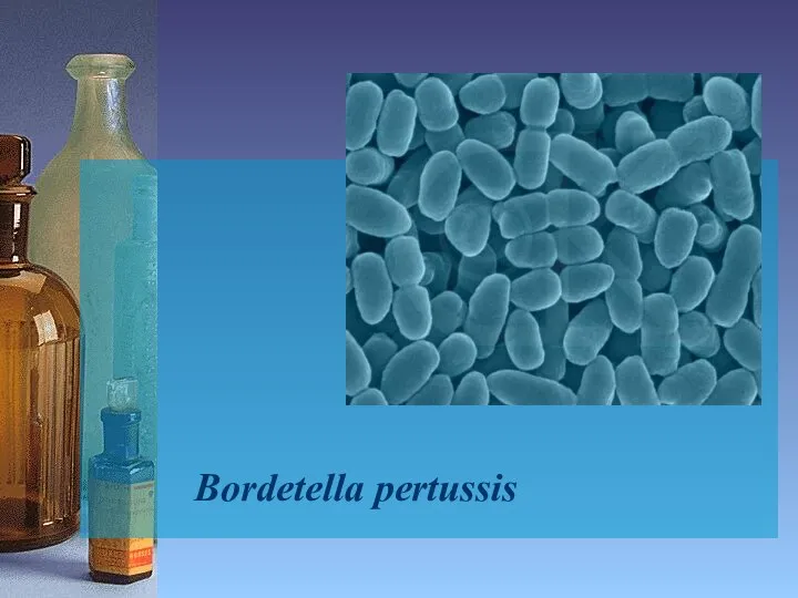 Bordetella рertussis