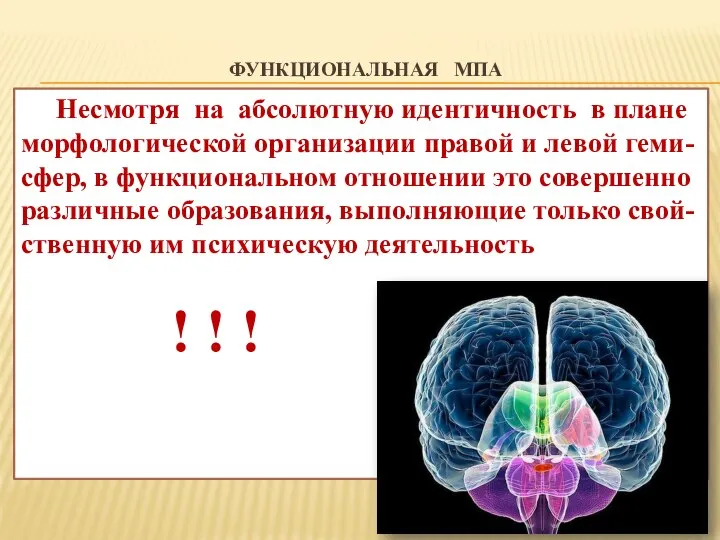 ФУНКЦИОНАЛЬНАЯ МПА Несмотря на абсолютную идентичность в плане морфологической организации правой