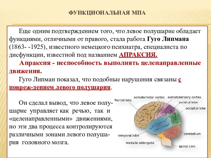 ФУНКЦИОНАЛЬНАЯ МПА Еще одним подтверждением того, что левое полушарие обладает функциями,