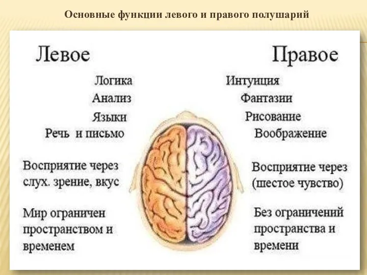 Основные функции левого и правого полушарий