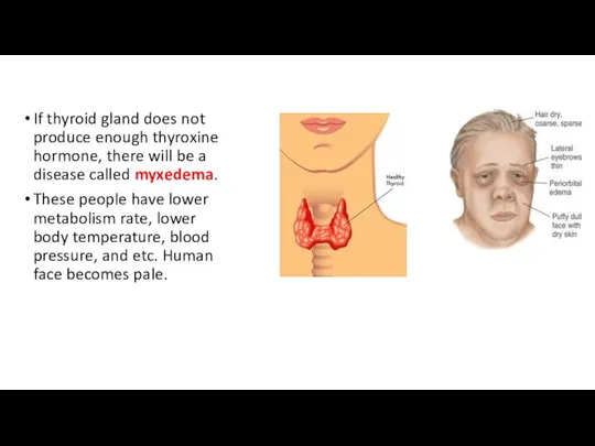 If thyroid gland does not produce enough thyroxine hormone, there will