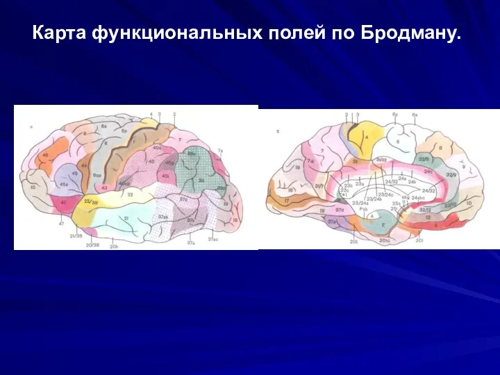 Карта функциональных полей по Бродману.