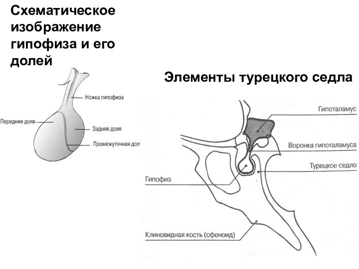 Схематическое изображение гипофиза и его долей Элементы турецкого седла