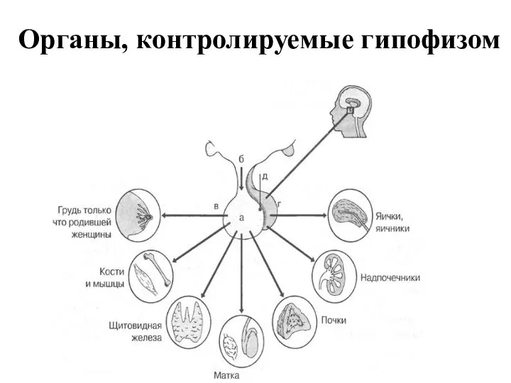 Органы, контролируемые гипофизом