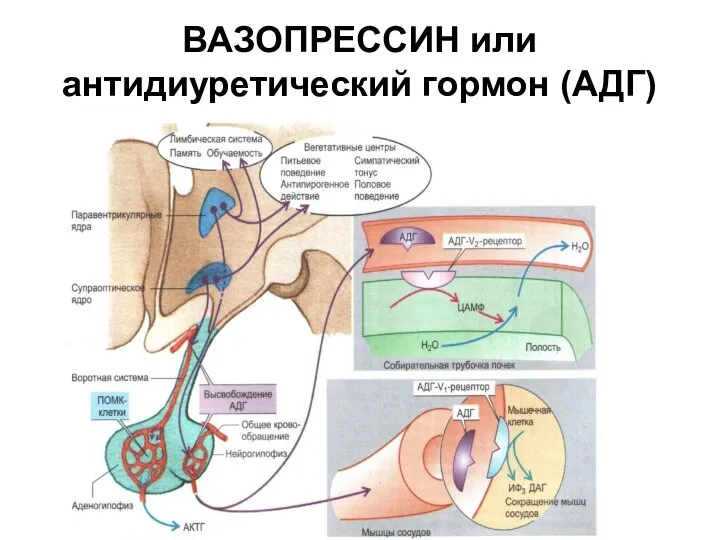 ВАЗОПРЕССИН или антидиуретический гормон (АДГ)