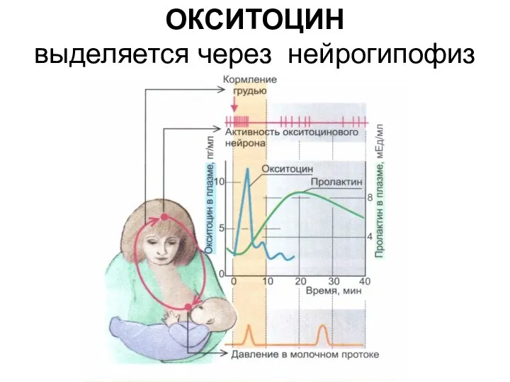 ОКСИТОЦИН выделяется через нейрогипофиз