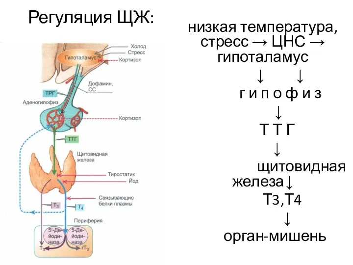 Регуляция ЩЖ: низкая температура, стресс → ЦНС → гипоталамус ↓ ↓