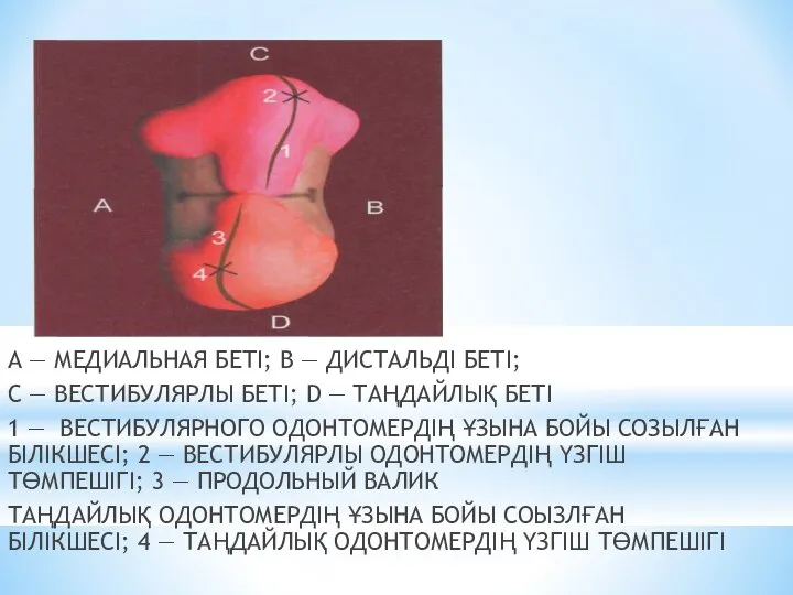 А — МЕДИАЛЬНАЯ БЕТІ; В — ДИСТАЛЬДІ БЕТІ; С — ВЕСТИБУЛЯРЛЫ