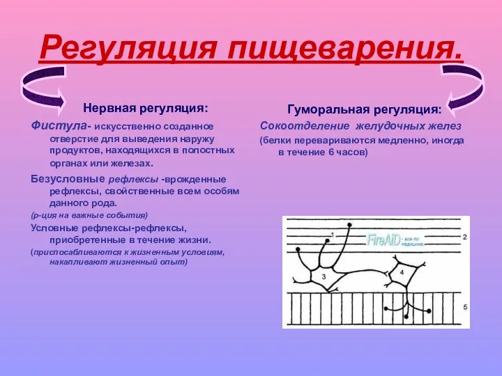 Регуляция пищеварения. Нервная регуляция: Фистула- искусственно созданное отверстие для выведения наружу