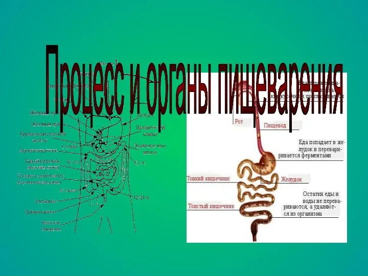 Процесс и органы пищеварения