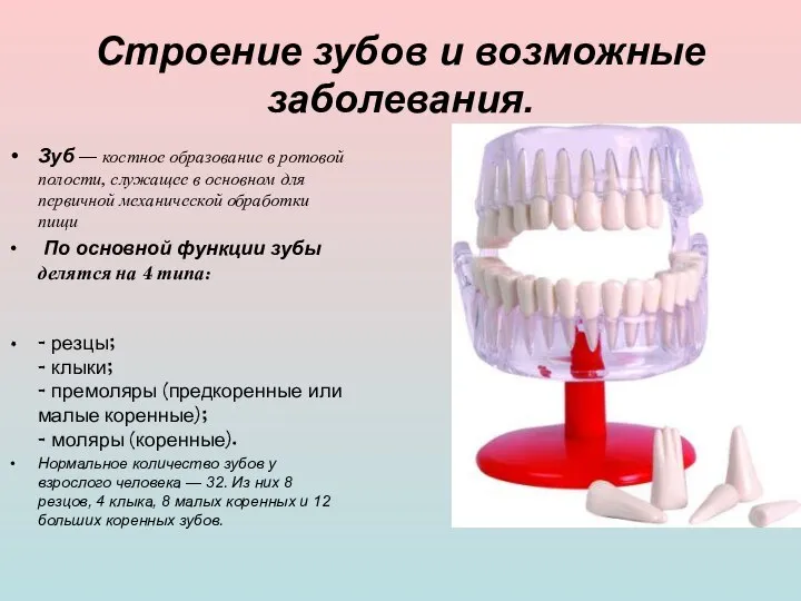 Строение зубов и возможные заболевания. Зуб — костное образование в ротовой