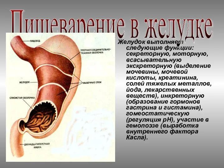 Желудок выполняет следующие функции: секреторную, моторную, всасывательную экскреторную (выделение мочевины, мочевой