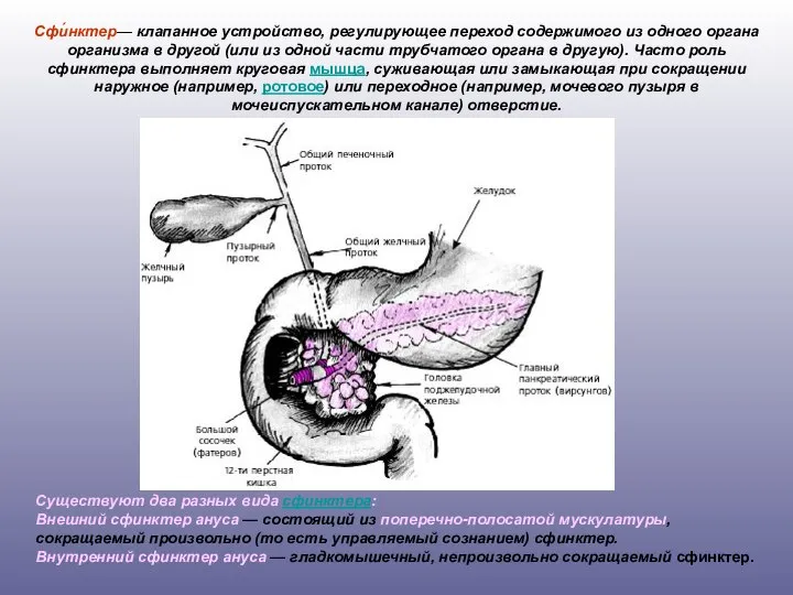 Сфи́нктер— клапанное устройство, регулирующее переход содержимого из одного органа организма в