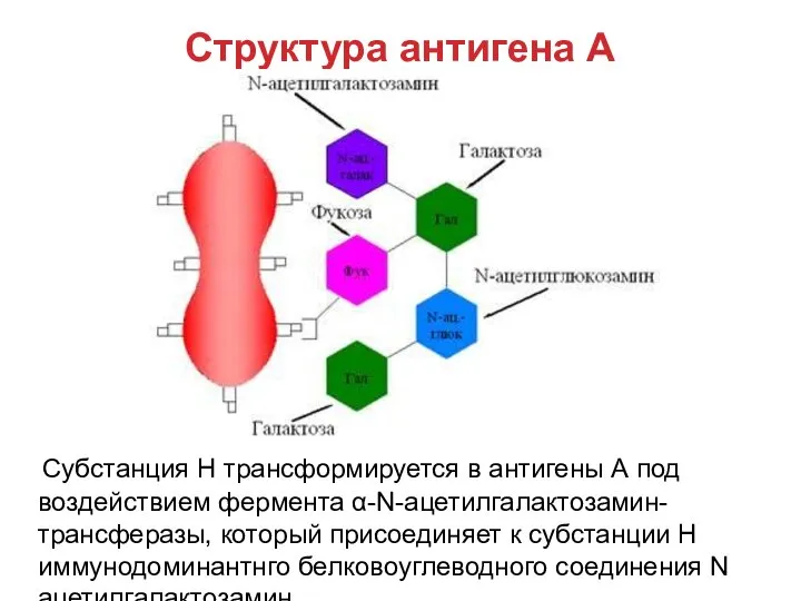 Структура антигена А Субстанция Н трансформируется в антигены А под воздействием