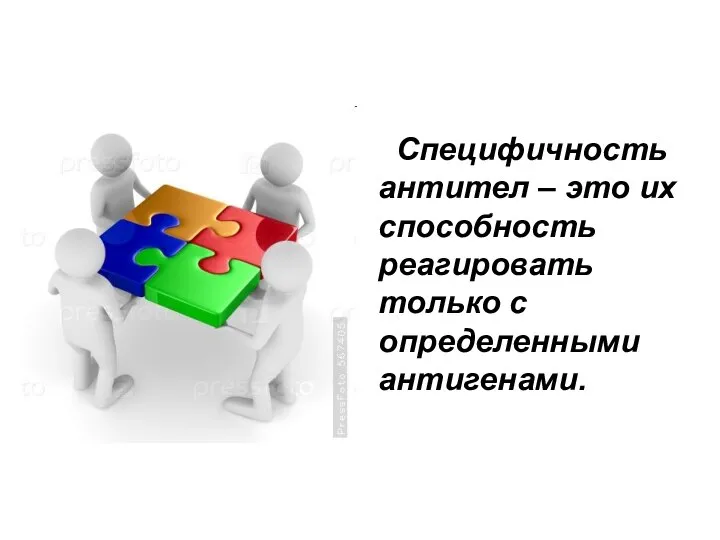 Специфичность антител – это их способность реагировать только с определенными антигенами.