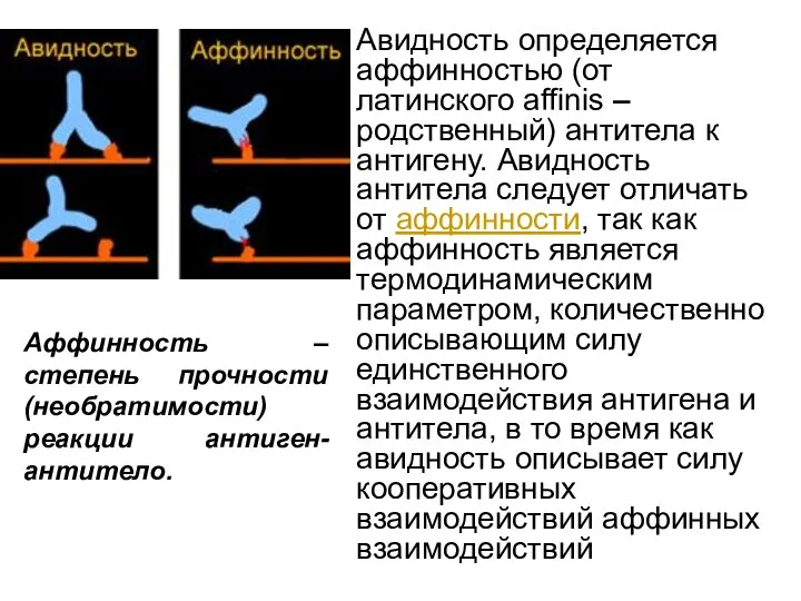 Авидность определяется аффинностью (от латинского affinis – родственный) антитела к антигену.