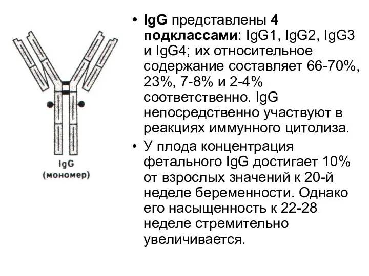 IgG представлены 4 подклассами: IgG1, IgG2, IgG3 и IgG4; их относительное