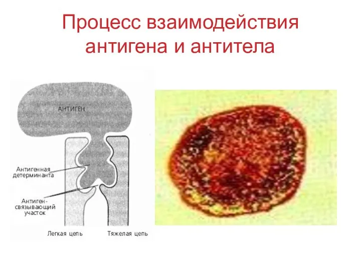 Процесс взаимодействия антигена и антитела