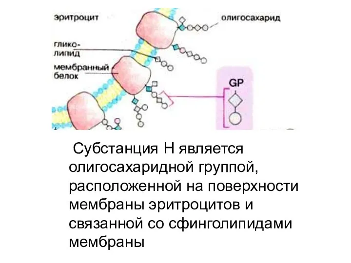 Субстанция Н является олигосахаридной группой, расположенной на поверхности мембраны эритроцитов и связанной со сфинголипидами мембраны