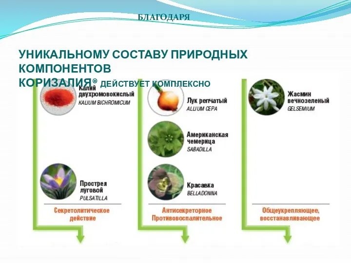 УНИКАЛЬНОМУ СОСТАВУ ПРИРОДНЫХ КОМПОНЕНТОВ КОРИЗАЛИЯ® действует комплексно БЛАГОДАРЯ