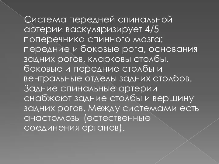 Система передней спинальной артерии васкуляризирует 4/5 поперечника спинного мозга: передние и