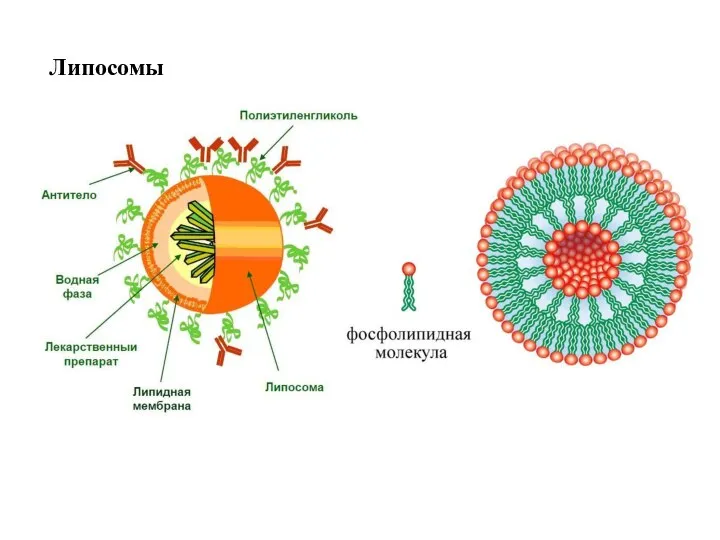 Липосомы